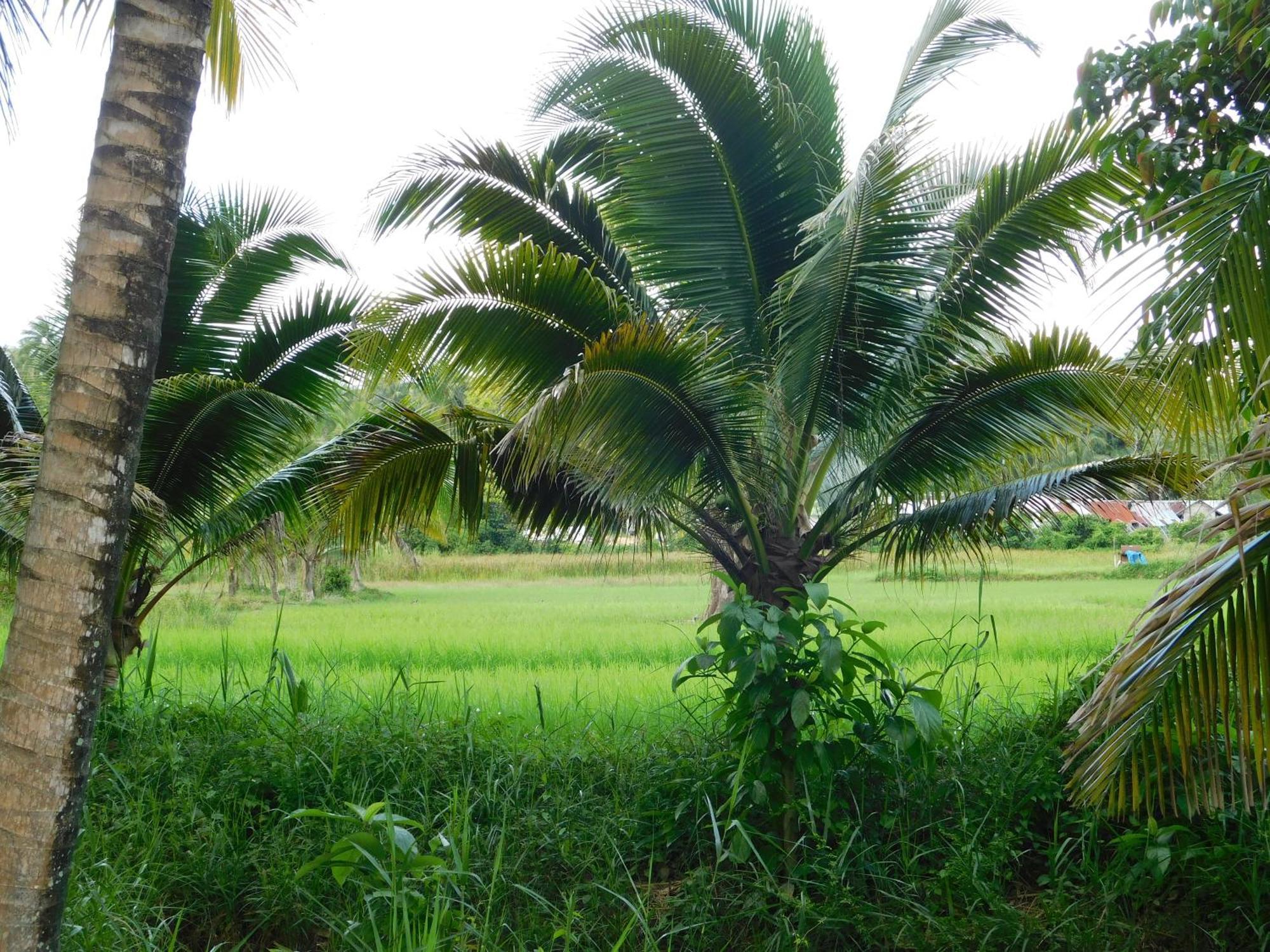 Swiss Bonihouse Koh Yao Yai Ξενοδοχείο Ban Pru Nai Εξωτερικό φωτογραφία