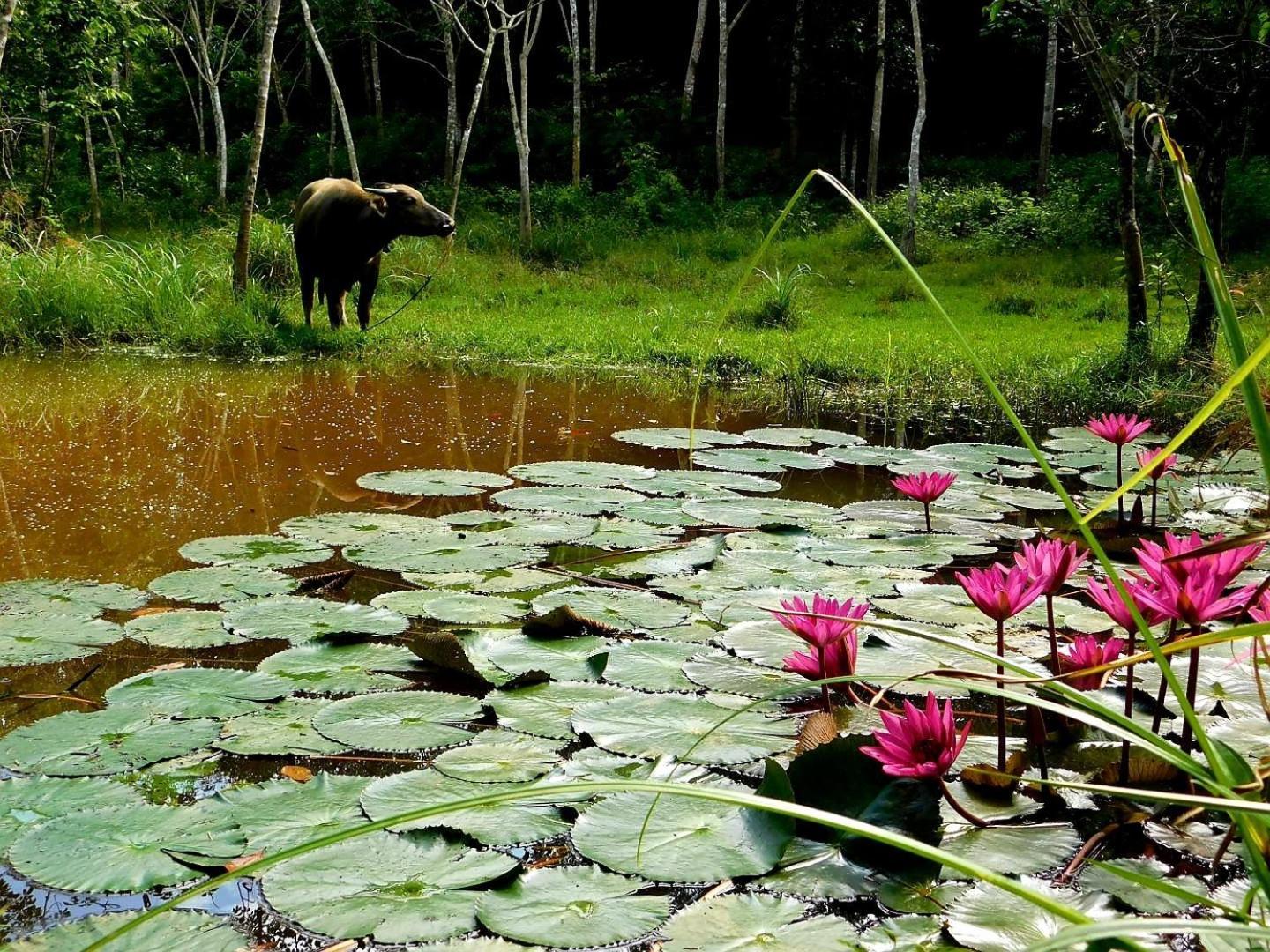 Swiss Bonihouse Koh Yao Yai Ξενοδοχείο Ban Pru Nai Εξωτερικό φωτογραφία
