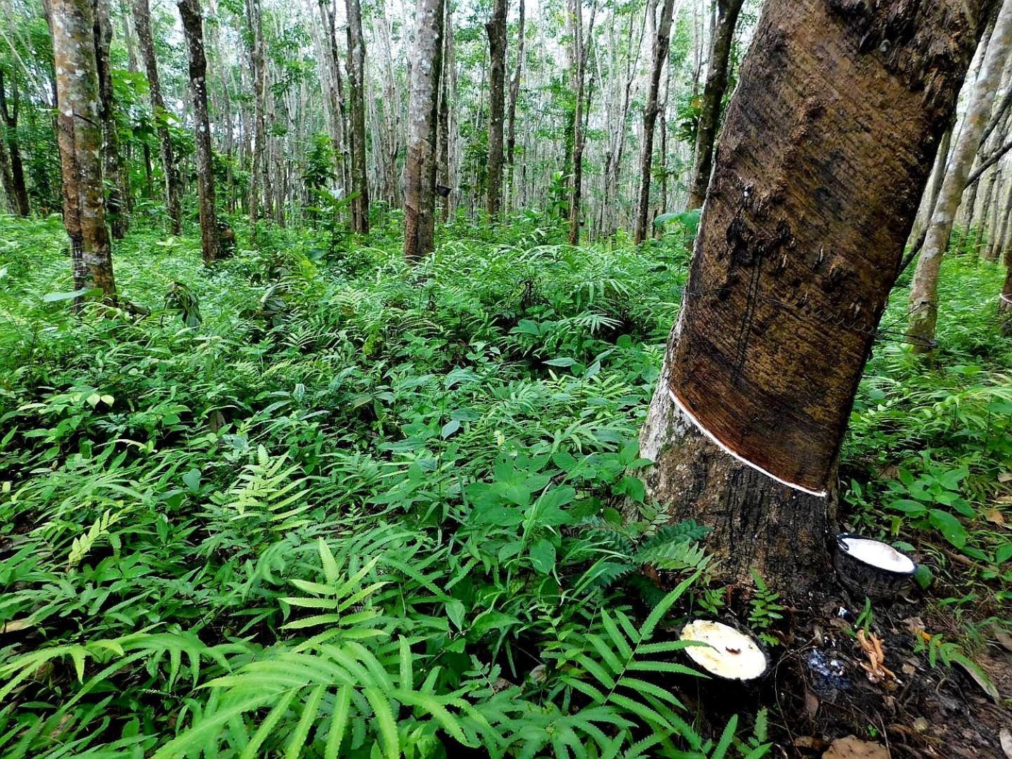 Swiss Bonihouse Koh Yao Yai Ξενοδοχείο Ban Pru Nai Εξωτερικό φωτογραφία