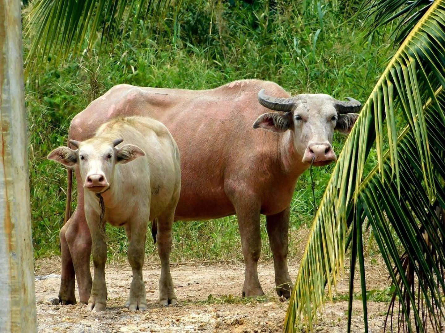 Swiss Bonihouse Koh Yao Yai Ξενοδοχείο Ban Pru Nai Εξωτερικό φωτογραφία